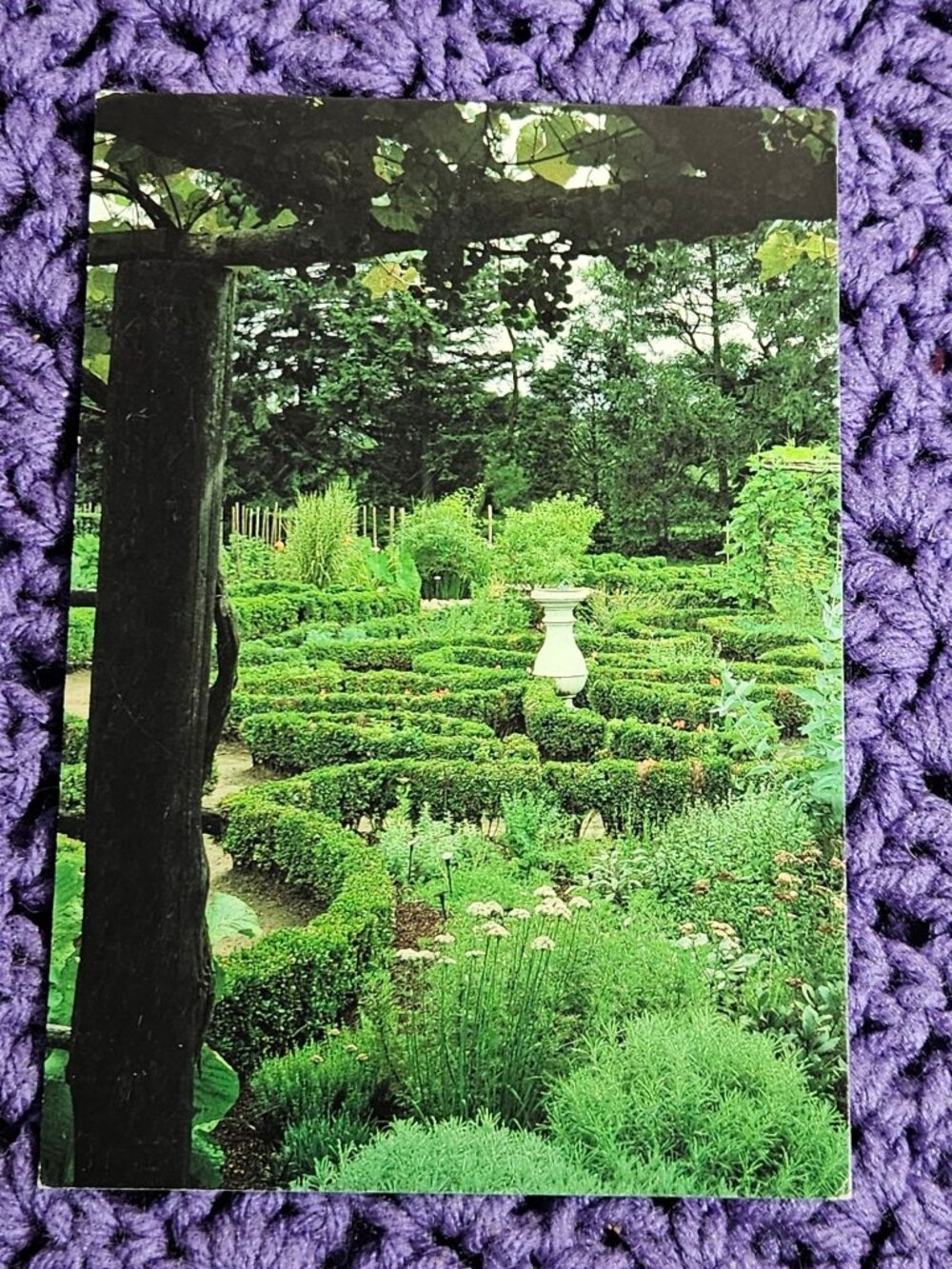 Grape Arbor Green Animals Portsmouth R.I. Postcard